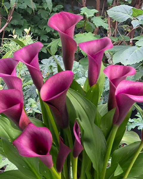 Zantedeschia Durban